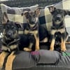 German Shepherd Puppies