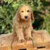 Miniature Goldendoodle Puppies, female available Silver Collar