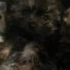 2 1/2 month old Yorkshire Terrier pocket born May 7, 2024