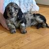 AKC long haired mini dachshunds