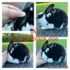 Mini rex rabbits available