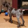 German Shorthaired Pointer female puppy!