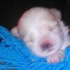 Maltese Pups Just Born 09-12-04