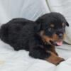 German Rottweiler Puppies