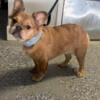 Fluffy female French bulldog