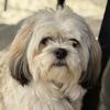 Shih-Tzu puppies