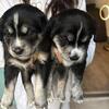 Husky Golden Retriever Puppies