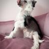 Purebred registered Chinese Crested Health tested