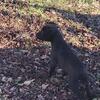 Jeep/rascal / boyles pups for sale