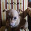 Chorkie babies available in Lexington NC