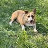 Heeler mix puppies - reduced