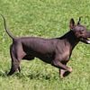 American Hairless Terrier for STUD ONLY