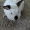 Female Netherland dwarf