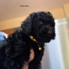 F1B Goldendoodles For Sale