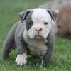 Olde English Bulldogge pups - Ohio