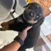 Rottweiler puppies available 