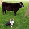 Corgi Stud
