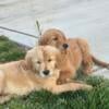 Golden retriever puppies