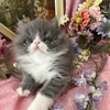 CFA reg.Royal Top Q Pure Persian Absolutely Great Blue/ White male- purrdarlings