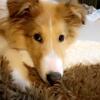 Rough Collie available