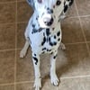 Dalmatian for sale