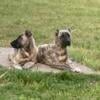 2 Turkish Boz Shepherd puppies