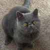 Blueberry (Persian Girl)