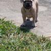 French bulldog male available