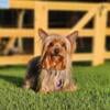 Ckc teacup yorkie Stud