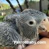 Blue Crowned Conure baby