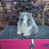 Purebred Lionhead Bunnies