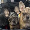 Frenchie Puppies - 3 months