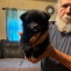 Ckc Pomeranian puppies