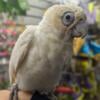 Baby Bare Eyed Goffin Hybrid Cockatoo