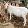 Female Goats for Sale