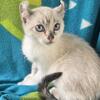 Jolene highlander lynx female  price reduced 