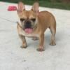 female french bulldog 11 months old