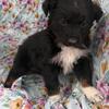 Akc black tre female