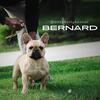 Fawn French bulldogs