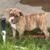 Blue Ribbon Bred Olde English Bulldogge Male