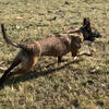 Belgian malinois ready to go