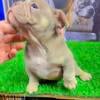 Exotic/micro lilac Tri Female puppy