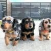 Miniature Dachshund Puppies