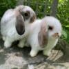 New Holland Lop Bunnies ready to go!