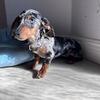 Mini daschund