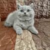 British shorthair for sale