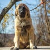 Kangal/spanish mastiff/Caucasian Ovchark 4 pups  4 months old