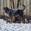 6 Year Old Male American Bully