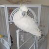 Sulfur Cockatoo 