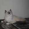 Kaleb - TICA Blue Mitted Ragdoll Male Kitten, Carries Cinnamon